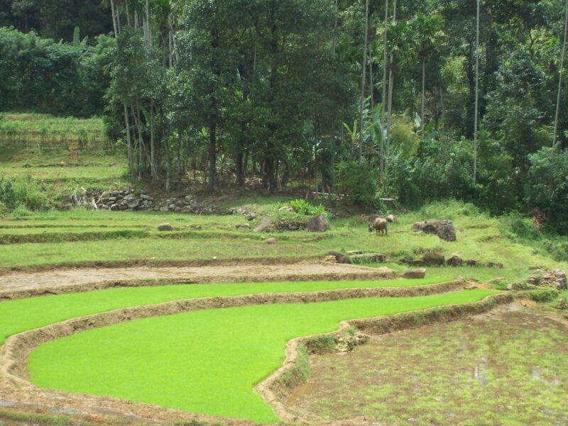 ecolanka villa au cœur du sri lanka 12