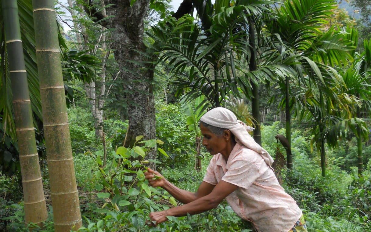 ecolanka activites villa au coeur du sri lanka 13